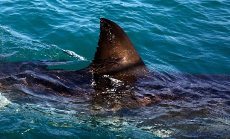 Scientists have uncovered a secret “White Shark Cafe” in the middle of ...