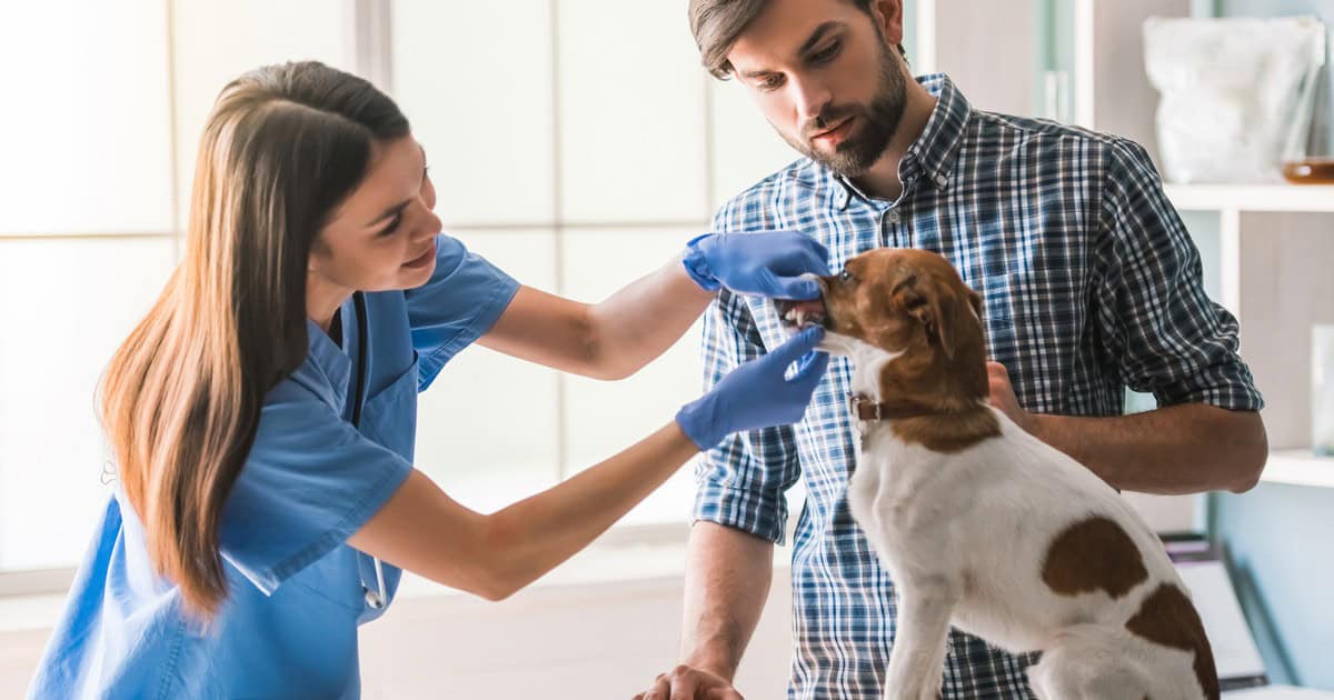 Stocks to Watch Eyes on Petmed Express, Inc. (PETS), Crown Castle