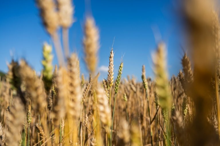 Agricultural Commodity Outlook Reveals Five Money-Saving Strategies Every Canadian Should Know