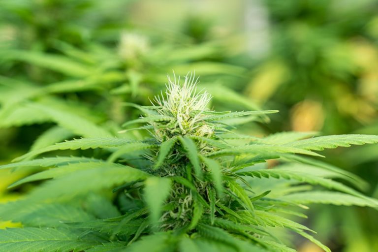 Rising Cannabis Valuations Signal Major Turnaround for Canadian Stock Markets