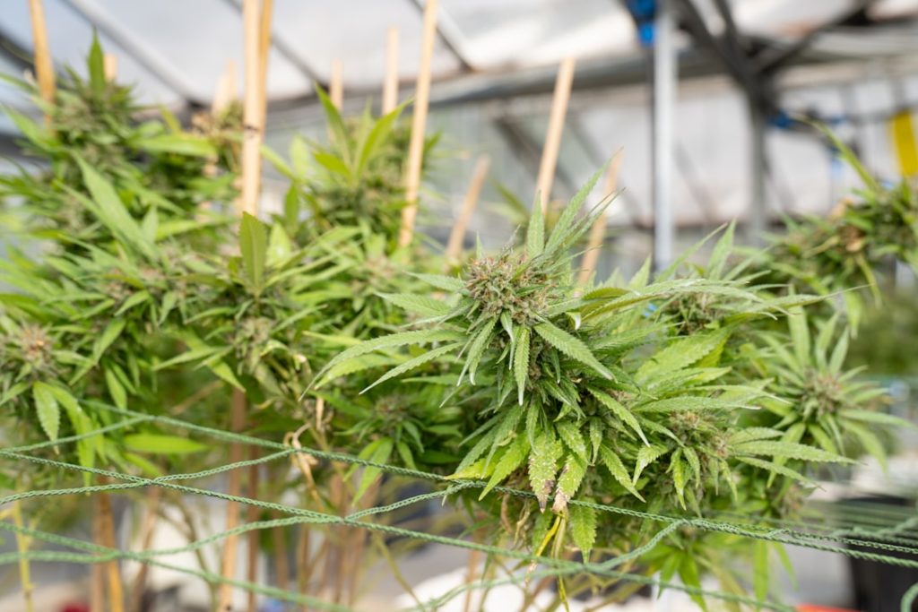 Surging Cannabis Valuations Transform Canadian Stock Market Dynamics