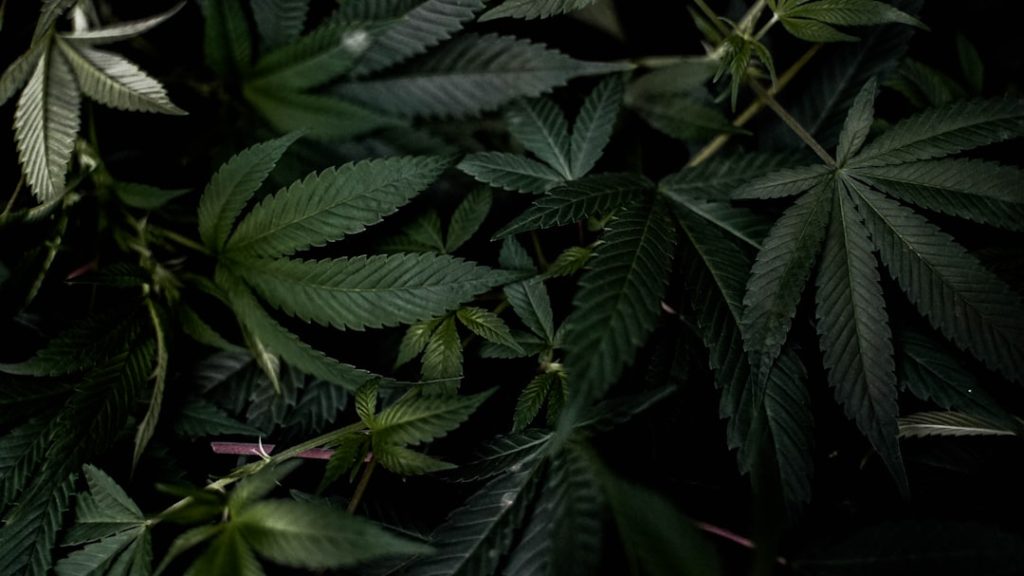 Surging Cannabis Stocks Drive Unprecedented Growth Across Canadian Markets