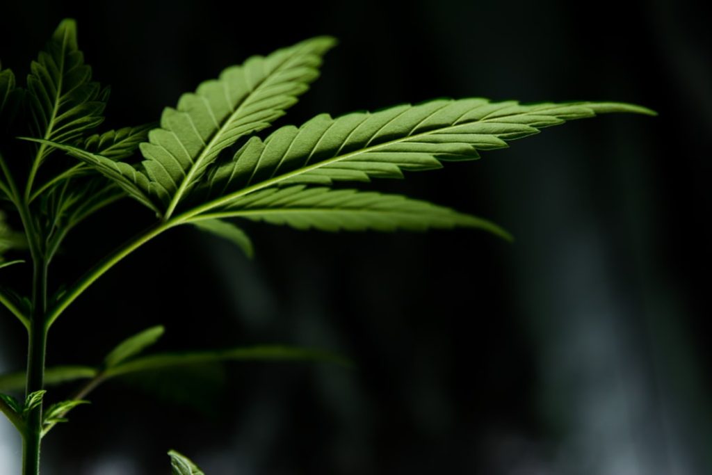 Data Shows Cannabis Sector Recovery Gaining Momentum as Key TSX Players Emerge