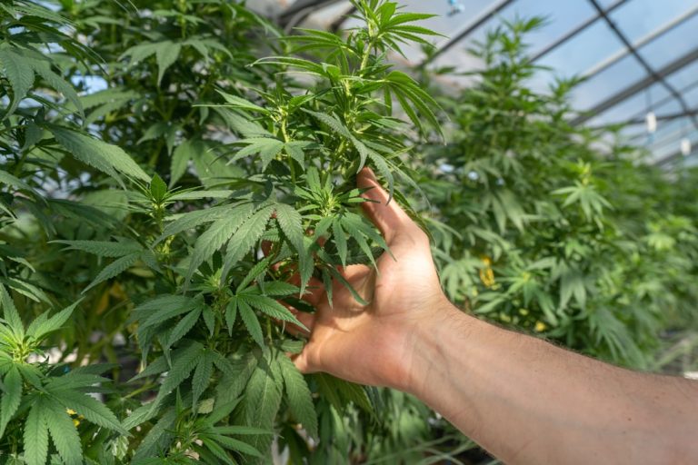 Record Trading Volumes Signal Cannabis Sector Recovery as These TSX Stocks Surge