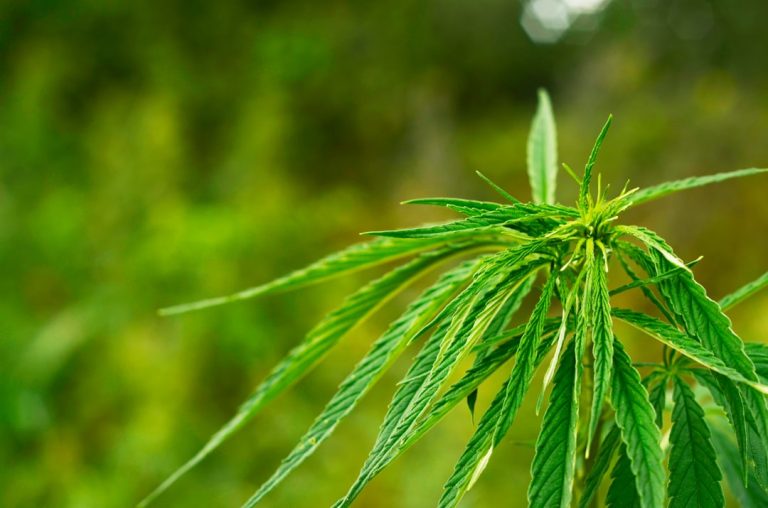 Record Performance Signals Cannabis Sector Recovery Momentum Building Across Canadian Markets